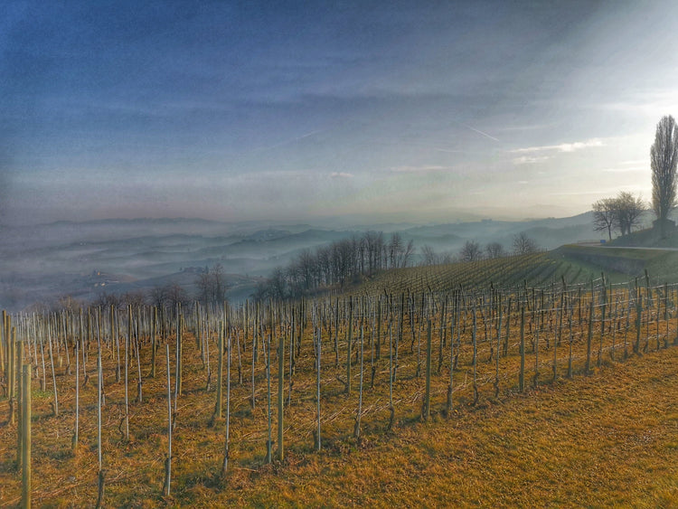 Veduta Langhe da La Morra Piemonte 